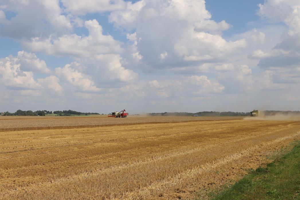 Javų Laukas čekiškės Seniūnijoje