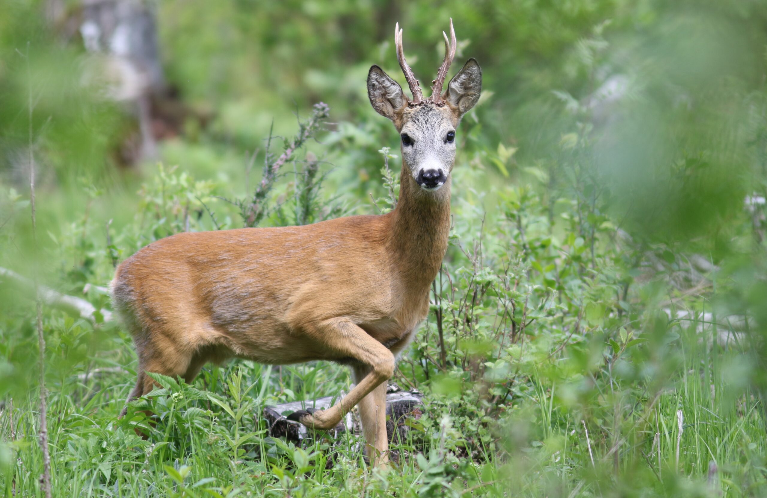 Arunas Solovjovas Male Roe Deer Barking In Wildlife 2 Scaled